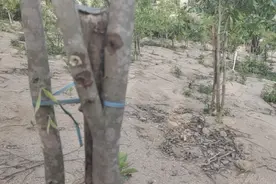 天然沉香会出真油好品种视频封面