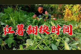 种红薯想要高产，翻秧时间才是关键？甜薯一窝结一堆，亩产上万斤视频封面