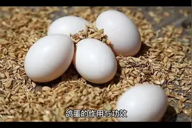 鸽蛋的作用与功效视频封面