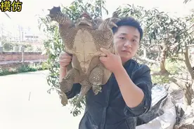三十斤鳄鱼龟产蛋，龟头和成年人拳头差不多大，趁它产蛋抚摸头玩视频封面