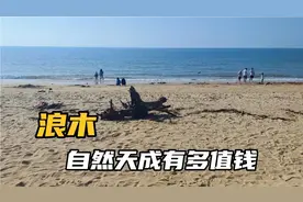 海边除盆景树种石头，还有一种更值钱的烂木头视频封面
