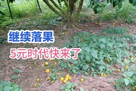 砂糖橘今年大量减产，着色期果却掉满一地，再掉果就5元时代视频封面