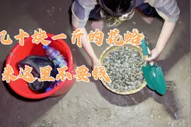 又到了挖花蛤的季节了，外地要几十块一斤，在厦门多到挖都挖不完视频封面