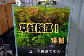 这是一个草缸除藻视频，详解！不花一分💰就可以把藻类清除干净！