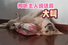狗狗听主人说话后，兴奋的大叫，开心死了