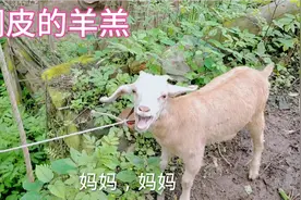 小羊羔特别调皮喜欢乱跑，用绳子把它栓起来小羊不习惯急得咩咩叫视频封面