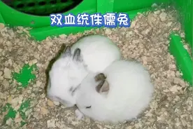 双血统侏儒兔好看却不好繁殖
