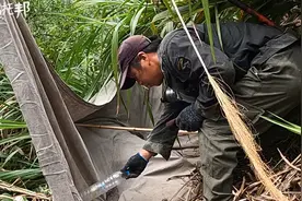 《捕虫者说》——营地偶遇徽州黄蛉（黄针蟋蟀）职业捕捉人视频封面