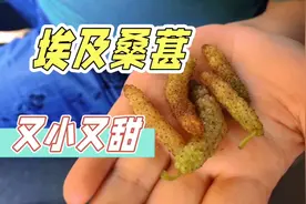 埃及特色水果桑葚，长条形状非常甜视频封面