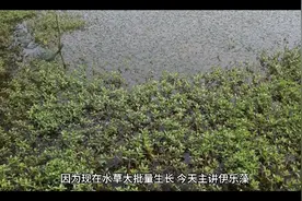伊乐藻黄根黑根，养殖户转发收藏处理方法！视频封面