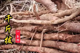 千斤拔又名一条根，注意用这个技巧，挖它时会半事公倍！