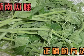 教大家撕南瓜藤的正确方法，让你曾经以为老的部分，全部剥成嫩的视频封面