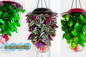 两个塑料瓶，一个塑料盘，几根绳子，做出独特悬挂花盆，立体种花视频封面