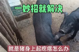 猪身上起疙瘩，不管是什么原因，这一妙招就解决视频封面