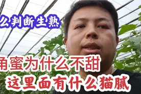 羊角蜜甜瓜有哪些猫腻？成熟度很容易判断，为什么买到很多却不甜