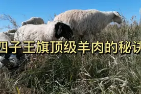 为什么内蒙古顶级羊肉在四子王旗？今天来探秘视频封面