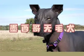 墨西哥无毛犬：全身无毛的狗狗，虽然十分稀有，但被奉为神的使者