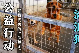 关爱流浪狗，寻找丢失的“毛孩子”公益行动，有你家丢失的狗狗吗视频封面
