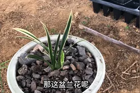 种兰花最好的植料，来花多来苗壮视频封面