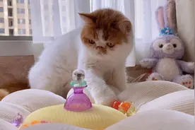 看来小猫咪们更喜欢人类幼崽的玩具