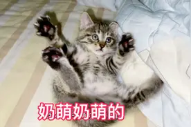 看着活波可爱茁壮成长的小奶猫，猫妈很庆幸当时收养了它！视频封面
