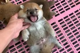 出生22天的小柴犬，刚要捏就气得吐着舌头嗷嗷叫，没想到脾气挺大视频封面