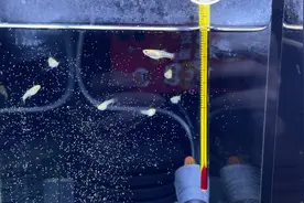 鱼苗，成鱼，亚成鱼，不同阶段喂食的量是不一样的视频封面