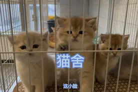 家庭式猫舍繁育出的小猫品质品相特别好，年收入十几万不成问题视频封面