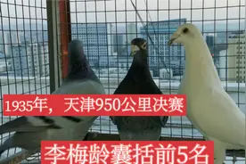 1935年6月天津决赛，总归巢6羽，李梅龄囊括前5名，名鸽759夺冠！视频封面