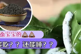 那些养蚕后我才知道的冷知识（一）蚕拉的粑粑，有妙用😏视频封面