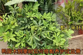 鸭脚木又称鹅掌财，如何修剪成盆景？把握“时机”很重要！视频封面