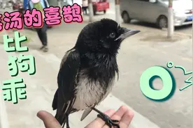 喜鹊养熟了比狗都乖，不仅不飞走，而且爱洗澡，人与动物和谐相处视频封面