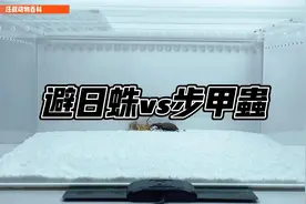 昆虫战斗，避日蛛vs步甲虫，谁赢了？视频封面