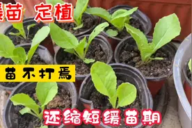 小苗移栽，为少死苗，第一步先这样做，缩短缓苗期，成活率高视频封面