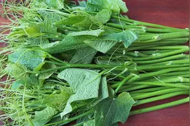蔬菜之王丝瓜尖好吃的做法，鲜嫩爽口营养又美味，上桌就是压轴菜