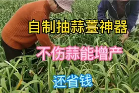 河南漯河，大叔自制抽蒜薹神器，省钱快捷不伤蒜，能提高大蒜产量视频封面