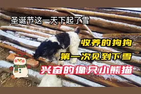 一场惊喜让5个狗狗 开心得像个小兔子，世界怎么白了，快萌化了视频封面