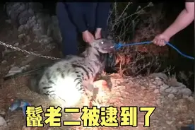 鬣狗袭击村庄，被当作家犬驯服，鬣老二往日威风荡然无存。视频封面