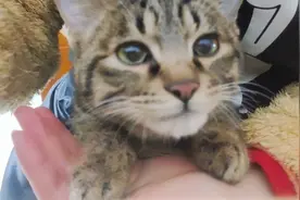 小猫咪听到监控里主人的声音，叫得像个孩子：麻麻你回家了吗视频封面