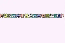 转基因玉米和普通玉米有哪些区别？视频封面