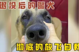 退休后的警犬彻底放飞自我，一顿饭狂吃七斤狗粮！视频封面