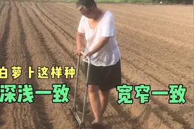 白萝卜这样播种，株距一致深浅一致，一播全苗！