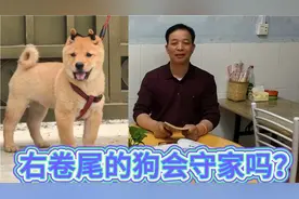 右卷尾的狗会守家护院吗？视频封面