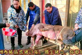 冬游贵州：体验黔南布依族杀猪过年，喝生猪血，你敢吗？视频封面