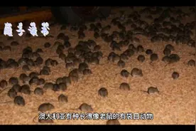 名副其实的“精尽人亡”，你知道它是谁吗？视频封面