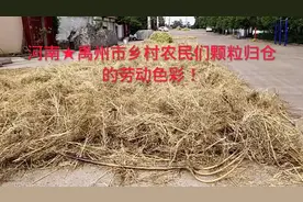 乡村农民们丰收菜籽的实况，就在您们眼前展示亮相这一幕！视频封面