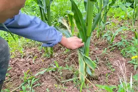 有网友叫我们把玉米两片底叶去掉，底叶能去掉么视频封面