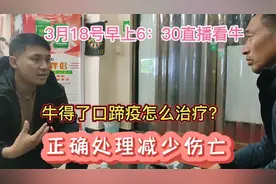 牛得了口蹄疫怎么治疗？正确处理，减少伤亡。明天上午直播看牛视频封面