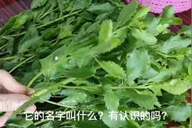 这种植物叶子，可以用来做叶糍粑，大家有没有见过呢？视频封面