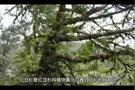 红豆杉的功效和作用视频封面